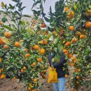 상승농장2 | 제주 가족여행 체험｜곱은달감귤체험농장 &amp; 벨라위미 카페