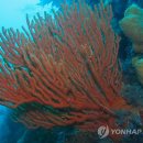 산호자원 이미지