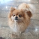 돌봐줄개 이미지