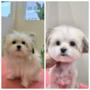 블레스펫 살롱 이미지