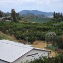 햇살가득농장펜션 | 초등학생 제주도 귤농장 체험 탐나는농장 귤따기 체험과 과즐만들기