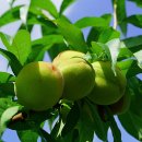 신정호국민관광지 이미지