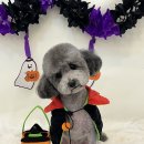 화사하개 이미지