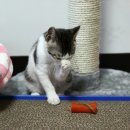 고양이세수 이미지