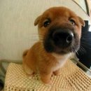 멋진강아지 이미지