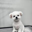 댕이픽업 이미지