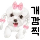 은밀하개위대하개 이미지