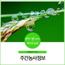 합천농자재 | 주간 농사정보(2018. 8. 19 ~ 8. 25), 태풍 국민행동요령