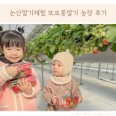 생놀농장 | 또로롱딸기 농장 논산 딸기체험 12월 수확체험후기