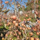 대강농장 이미지