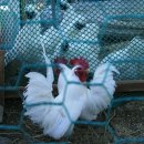 나비농장2 이미지