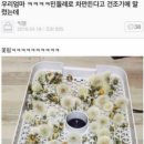 더알리오