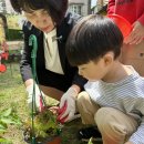 ❤️푸른하늘반의 상추수확활동과 수릉원숲체험활동❤️ 이미지