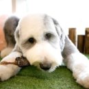 도그홀릭 이미지