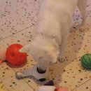 도그조아 이미지