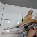 장수동물의료원 이미지