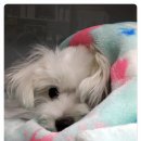 봉 동물병원 이미지