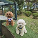 니멍내멍 | 니멍내멍 유치원 후기 우리 댕댕이, 사회성 왕자로 거듭나다