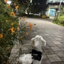 미즈펫 | 🐶 쫑쫑이의 밤산책 필수템!