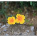 삼성골프장 이미지