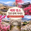 섬진농장 | [정보/여행] 2026 매화 명소 TOP5 비교 ㅣ 광양매화마을, 양산 순매원, 구례 화엄사, 진주매화원, 기장...