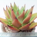 골드킹덤 이미지