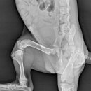 우리들동물병원 이미지