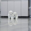 넥서스켄넬 이미지