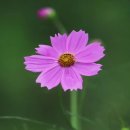 Freddie Mercury - I Was Born To Love You 이미지
