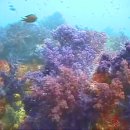 Fwd: Lets'send mass emails to the IUCN demanding to stop the Jeju naval base project etc. 이미지