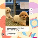 살롱 드 홍예