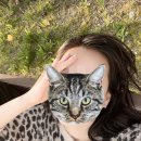 청초호유원지(중앙) 이미지