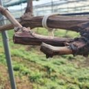 석수농장2 이미지