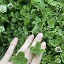 154기 장교교육대대 1중대 1소대 1142 김민경 후보생 이미지