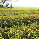 화개악양농협 악양지점 이미지