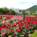 장미공원 이미지