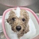 푸숑푸숑 | 도그인그레이 목동강아지미용실 푸들 말티푸 푸숑 미용 스포팅 재방문