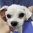 24시잠실ON동물의료센터 이미지