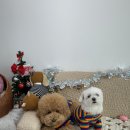 멍플랙스 이미지