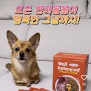 강아지 눈물자국 지우개! 본아페티 웰밸런스드 참치 화식사료 솔직 후기