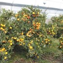 시은이네 농장 이미지