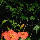 희망대공원길 이미지