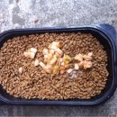 냥냥미장원 이미지