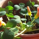 개화(아) 이미지