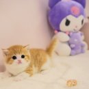 양주고양이분양 모나미네코 옥정신도시점 이미지