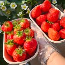 임선농장 이미지