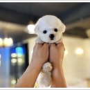 마마스미독 강아지분양 인천점 이미지