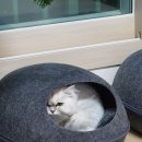 배방동물병원 이미지