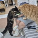 고양이카페 이미지