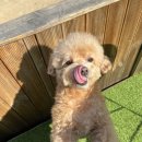 몽그루밍 이미지